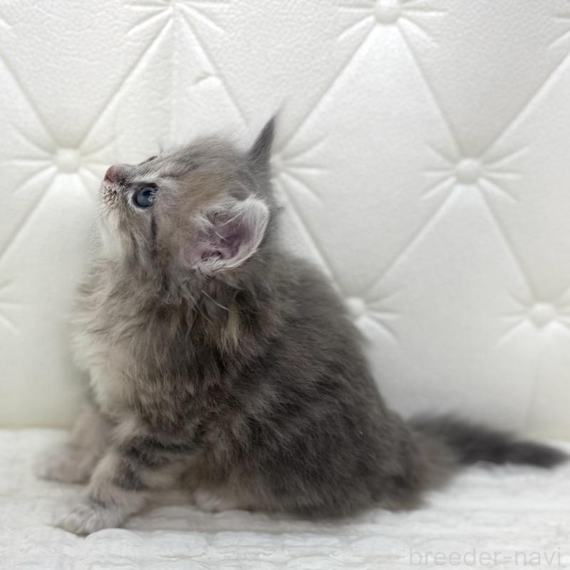 販売中の鹿児島県のサイベリアン-131445の14枚目