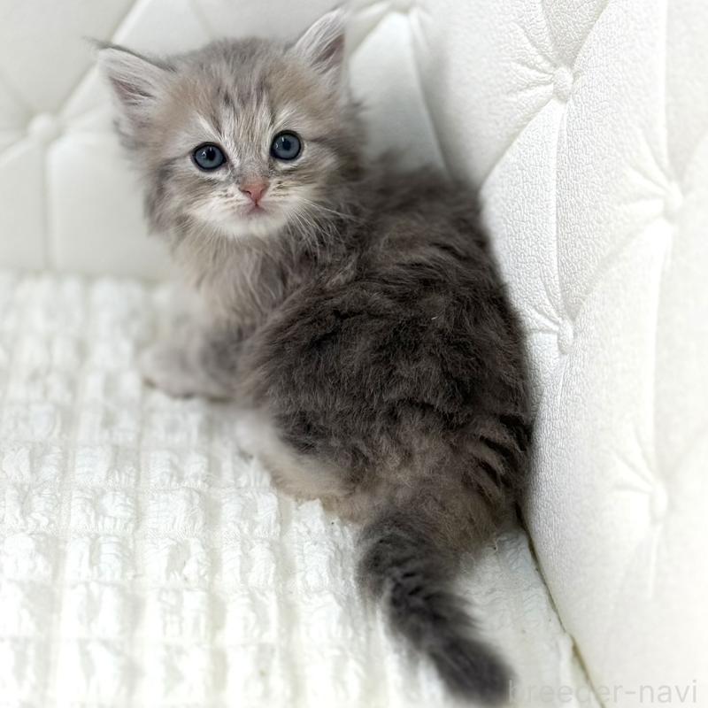 販売中の鹿児島県のサイベリアン-131445の13枚目