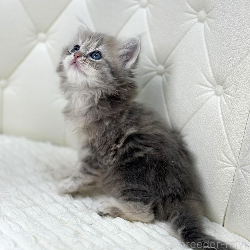 販売中の鹿児島県のサイベリアン-131445の12枚目