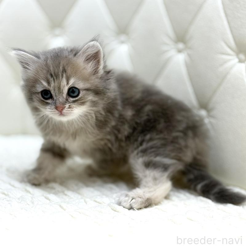 販売中の鹿児島県のサイベリアン-131445の11枚目