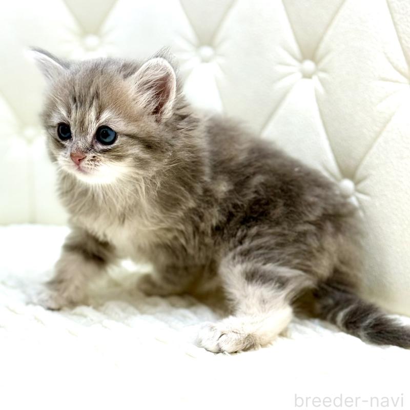 販売中の鹿児島県のサイベリアン-131445の10枚目