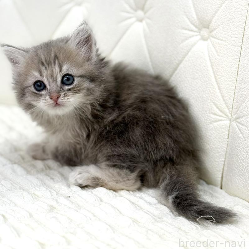 販売中の鹿児島県のサイベリアン-131445の9枚目