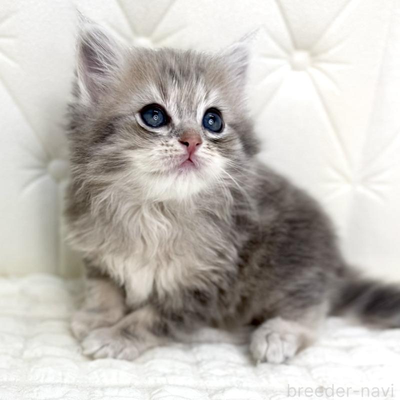 販売中の鹿児島県のサイベリアン-131445の8枚目