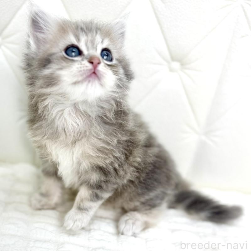 販売中の鹿児島県のサイベリアン-131445の7枚目