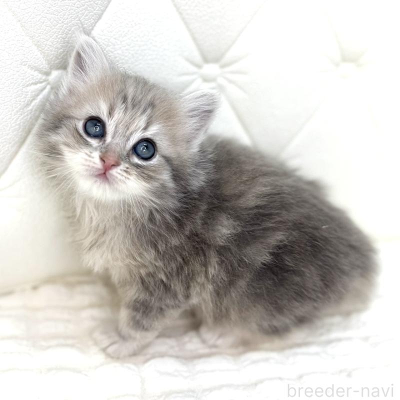 販売中の鹿児島県のサイベリアン-131445の6枚目