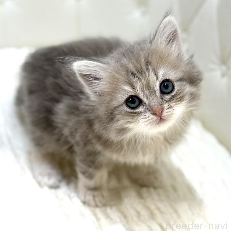 販売中の鹿児島県のサイベリアン-131445の5枚目