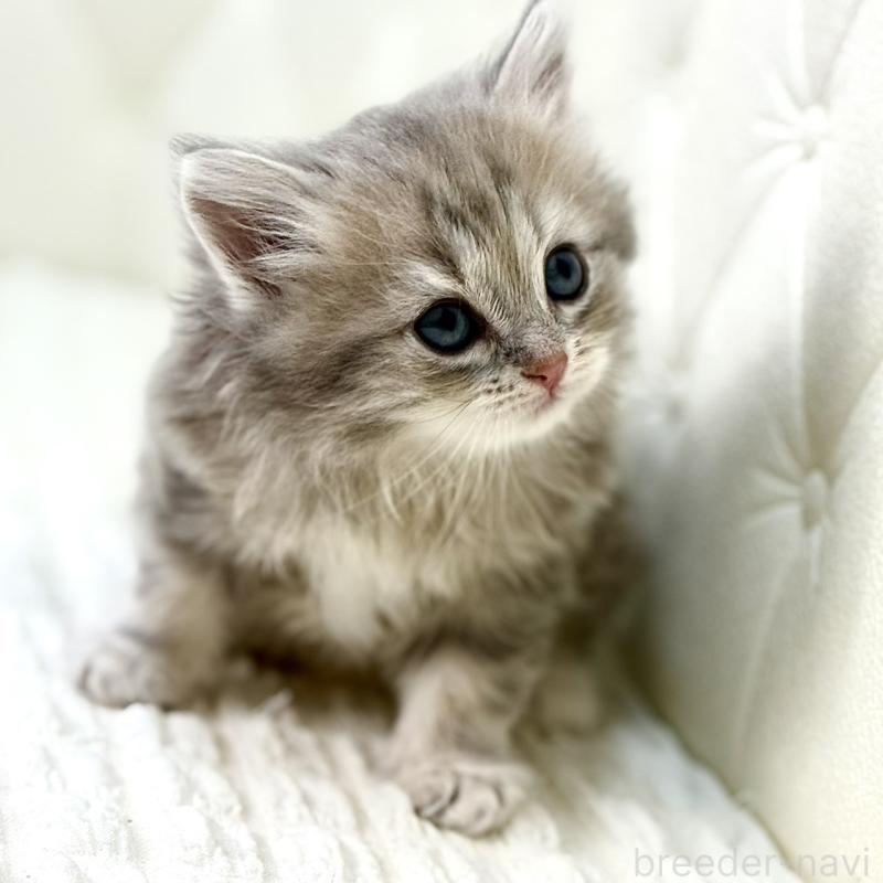 販売中の鹿児島県のサイベリアン-131445の4枚目