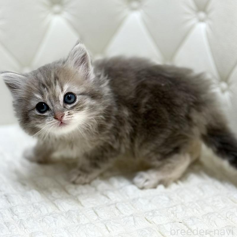 販売中の鹿児島県のサイベリアン-131445の3枚目