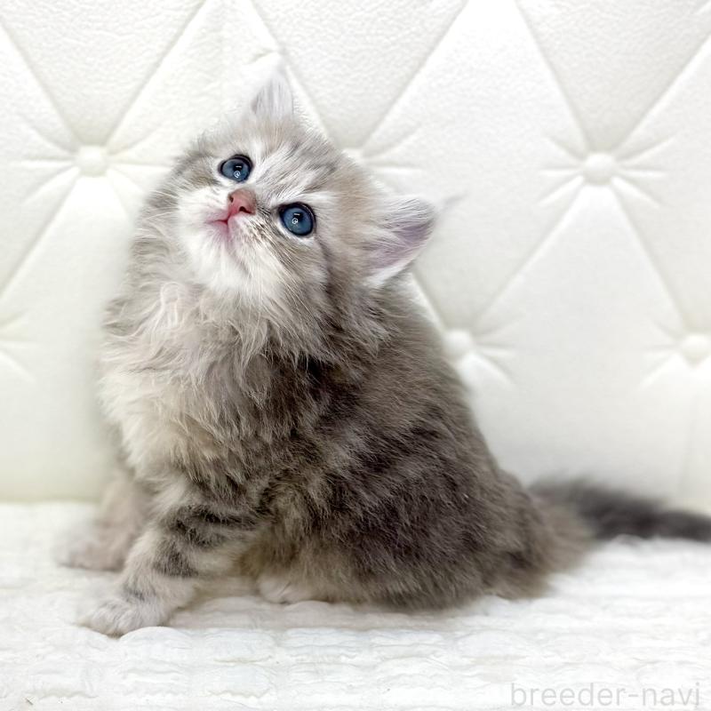 販売中の鹿児島県のサイベリアン-131445の2枚目