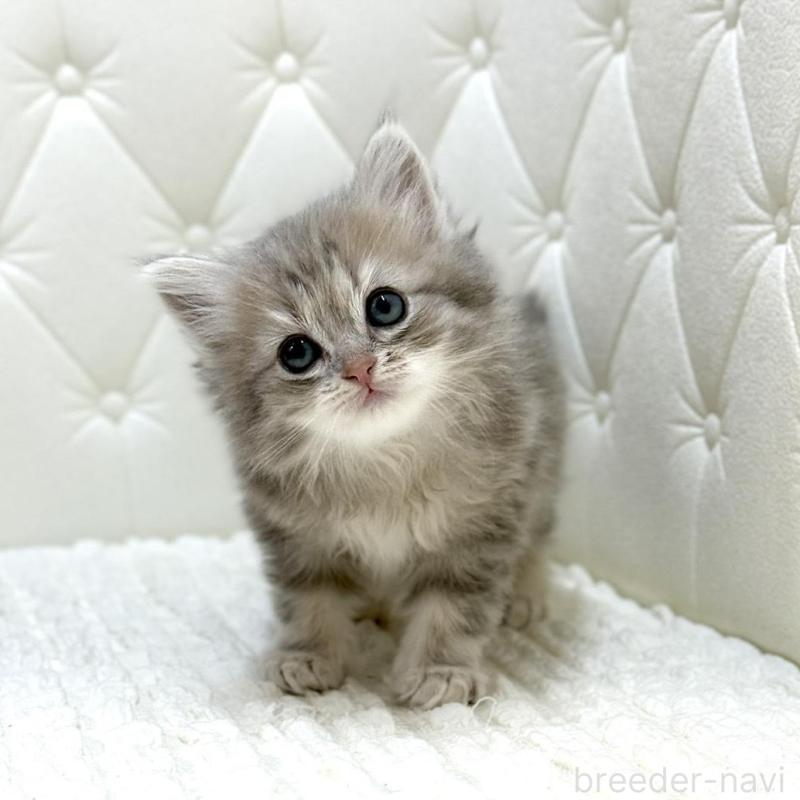 販売中の鹿児島県のサイベリアン-131445