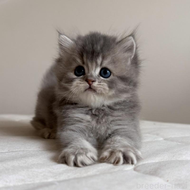 販売中の福岡県のスコティッシュフォールド-131444の3枚目