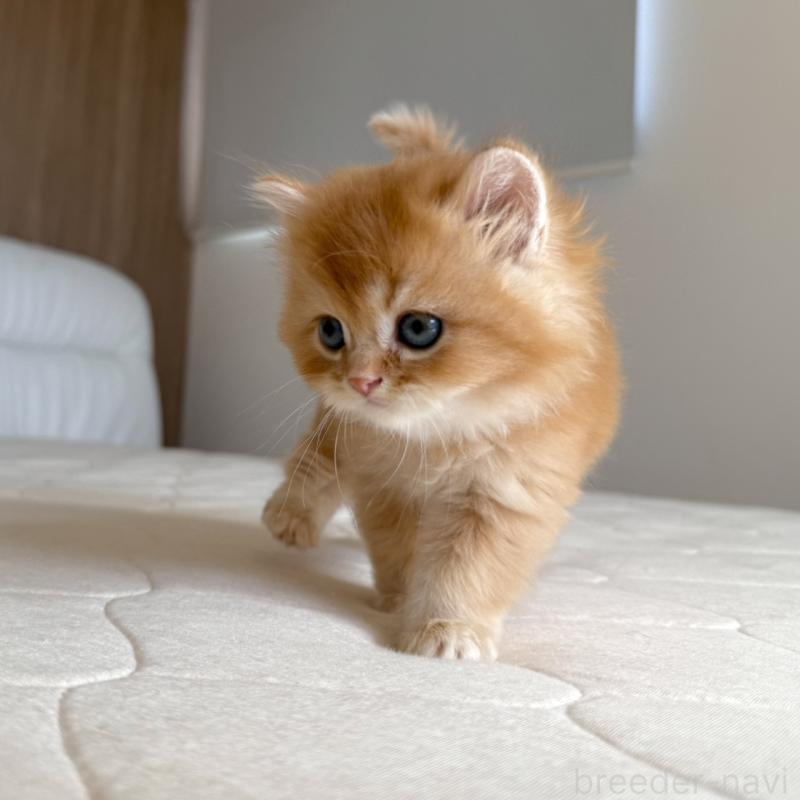 販売中の福岡県のスコティッシュフォールド-131446の13枚目