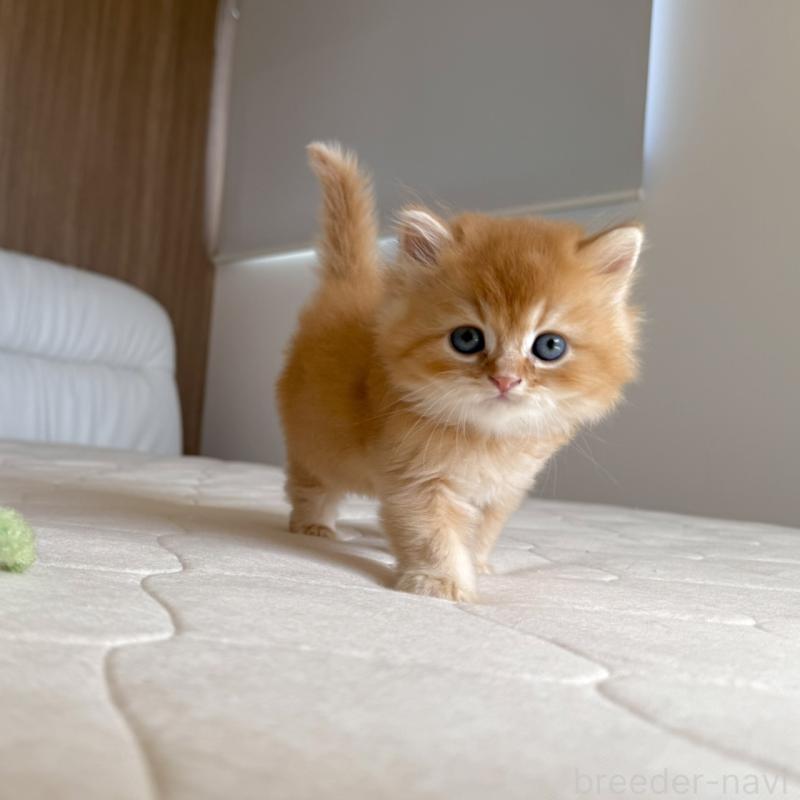 販売中の福岡県のスコティッシュフォールド-131446の12枚目