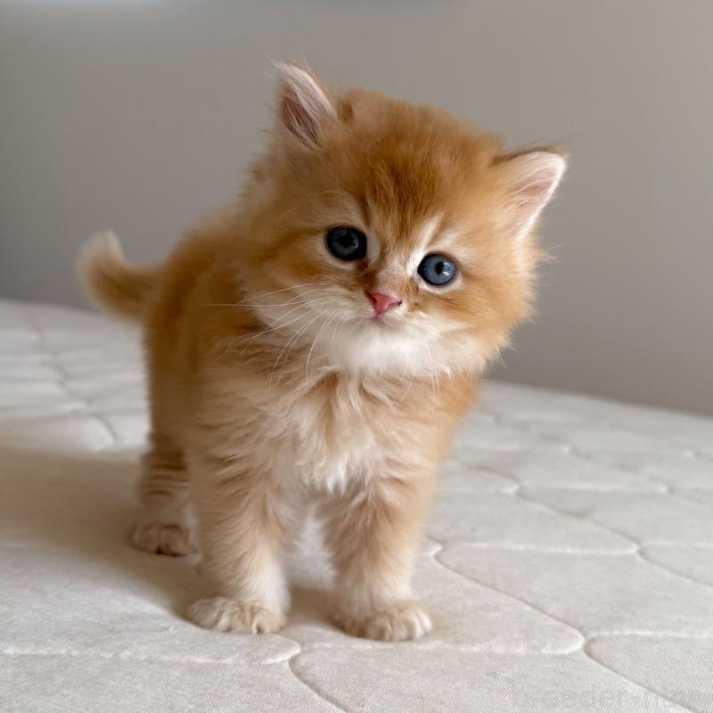 販売中の福岡県のスコティッシュフォールド-131446の11枚目