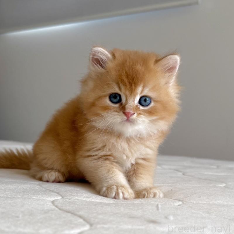 販売中の福岡県のスコティッシュフォールド-131446の10枚目