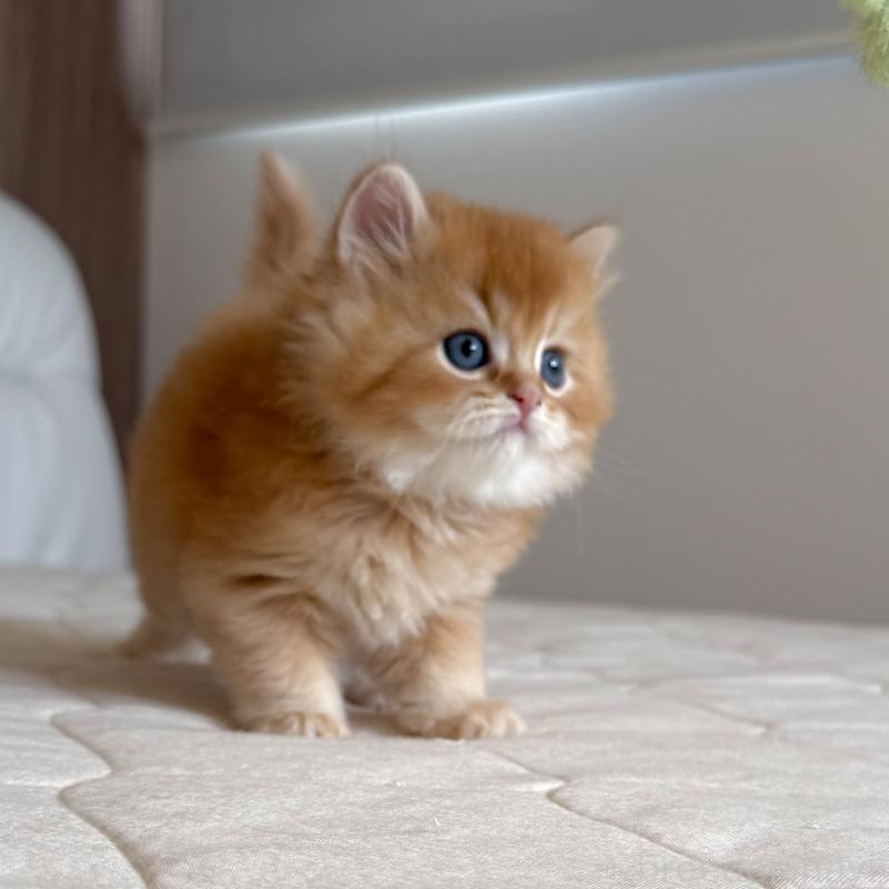 販売中の福岡県のスコティッシュフォールド-131446の9枚目