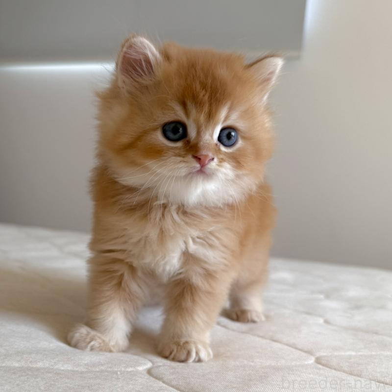 販売中の福岡県のスコティッシュフォールド-131446の8枚目