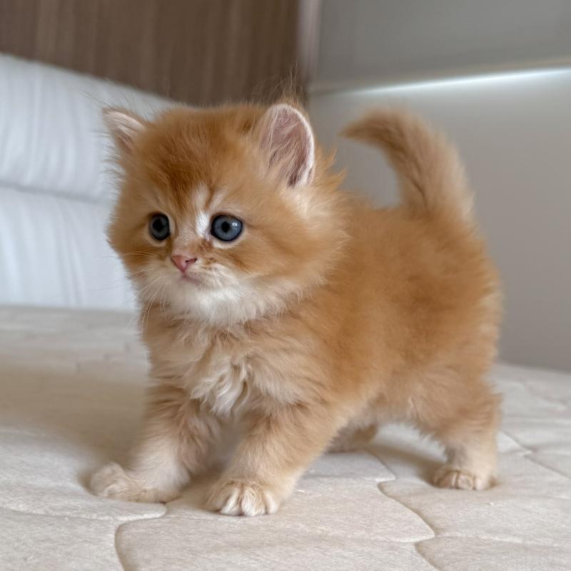 販売中の福岡県のスコティッシュフォールド-131446の7枚目