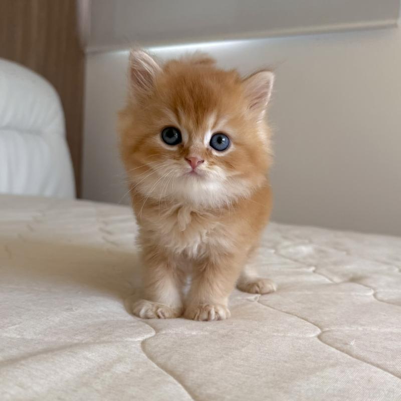 販売中の福岡県のスコティッシュフォールド-131446の6枚目