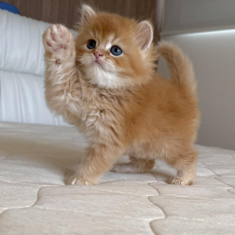 販売中の福岡県のスコティッシュフォールド-131446の5枚目