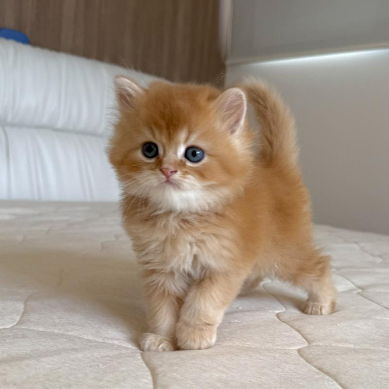 販売中の福岡県のスコティッシュフォールド-131446の4枚目