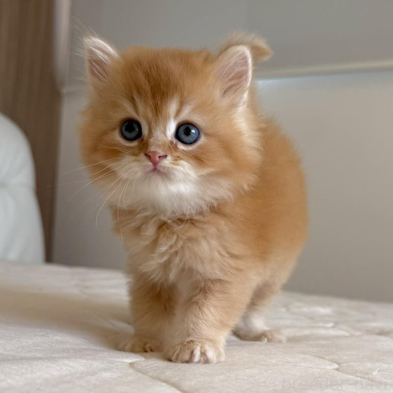 販売中の福岡県のスコティッシュフォールド-131446の3枚目