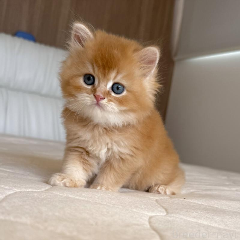 販売中の福岡県のスコティッシュフォールド-131446の2枚目