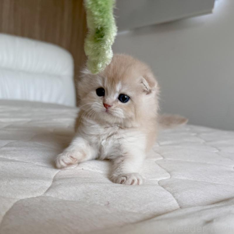 販売中の福岡県のスコティッシュフォールド(折れ耳)-131447の12枚目