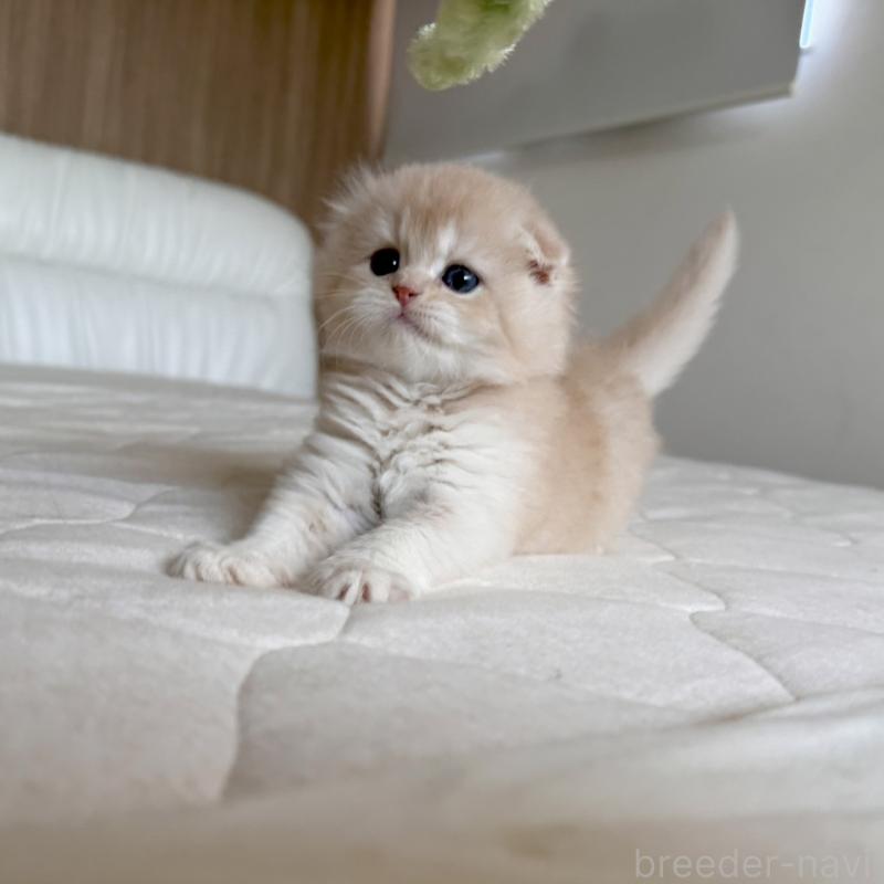 販売中の福岡県のスコティッシュフォールド(折れ耳)-131447の11枚目