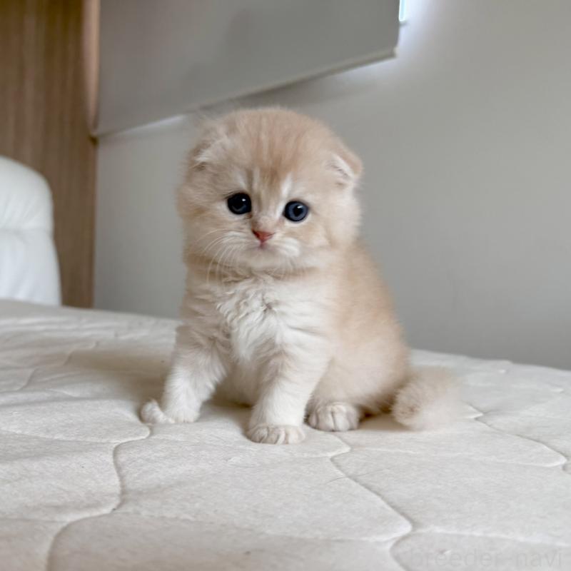 販売中の福岡県のスコティッシュフォールド(折れ耳)-131447の10枚目