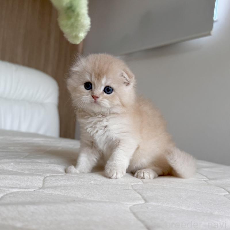 販売中の福岡県のスコティッシュフォールド(折れ耳)-131447の9枚目