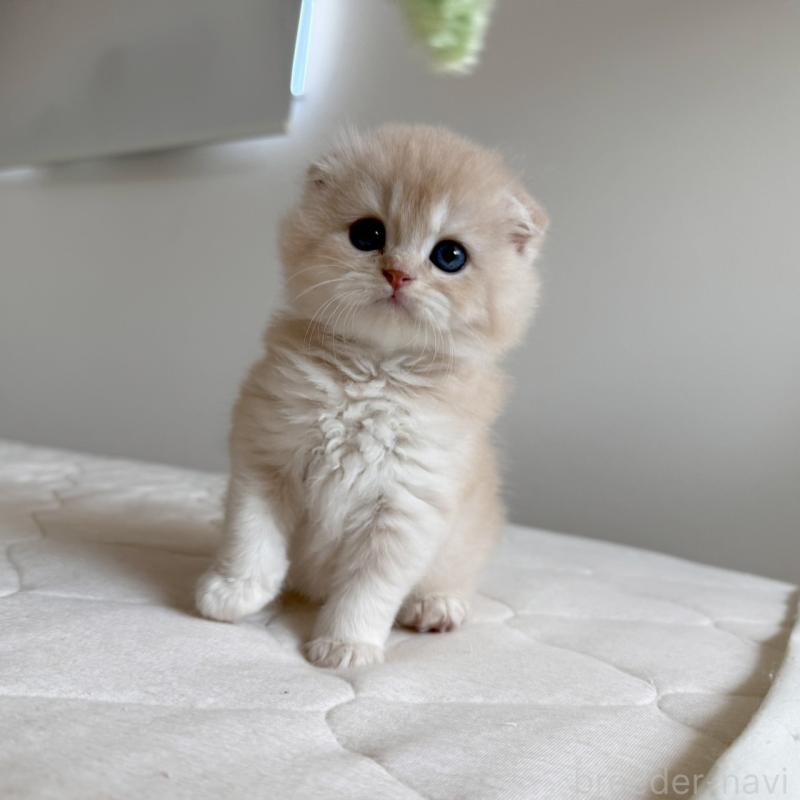 販売中の福岡県のスコティッシュフォールド(折れ耳)-131447の8枚目