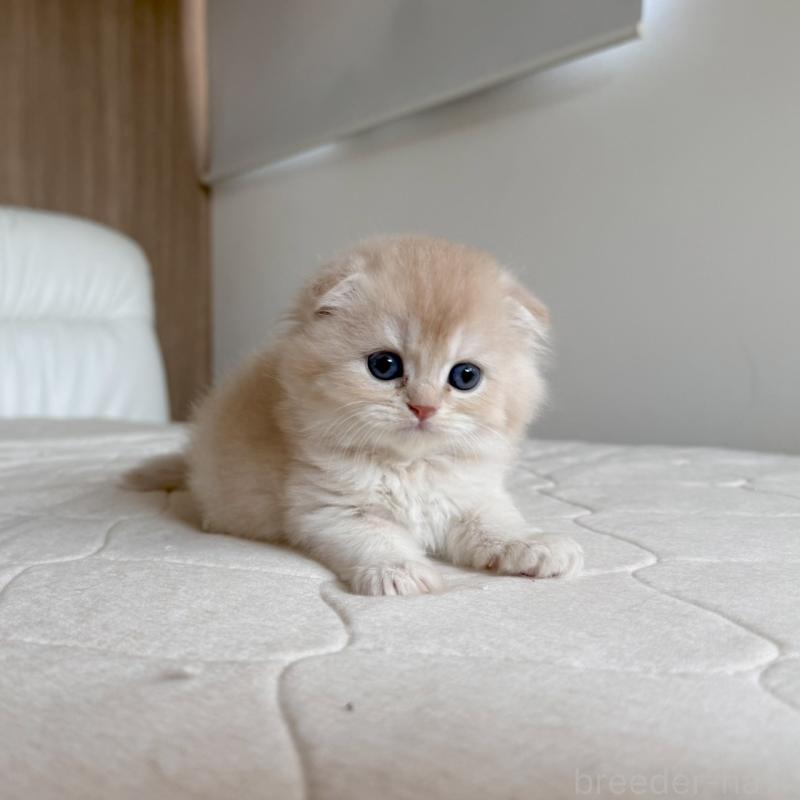 販売中の福岡県のスコティッシュフォールド(折れ耳)-131447の7枚目