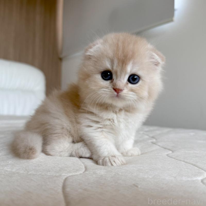 販売中の福岡県のスコティッシュフォールド(折れ耳)-131447の6枚目