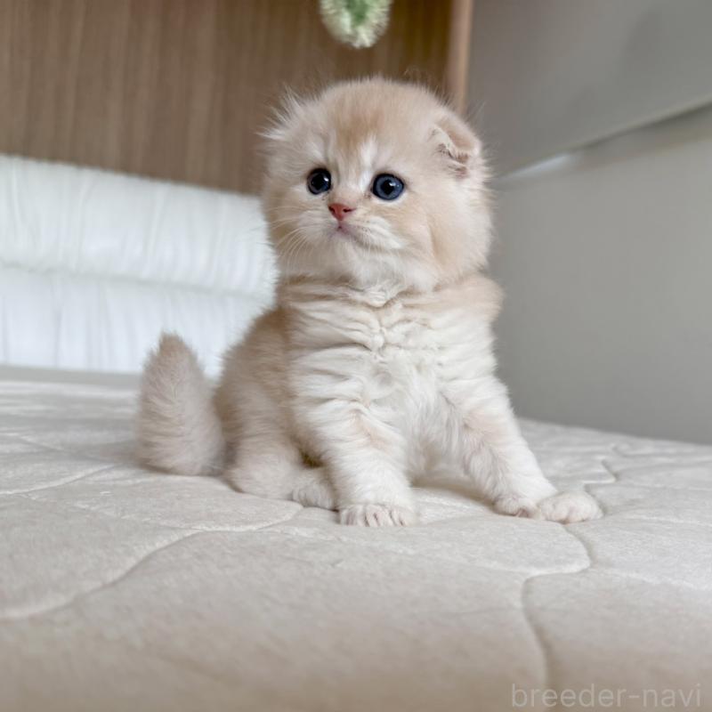 販売中の福岡県のスコティッシュフォールド(折れ耳)-131447の5枚目