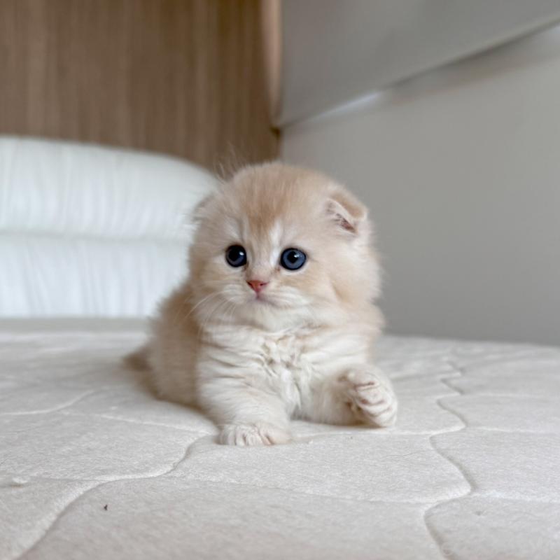 販売中の福岡県のスコティッシュフォールド(折れ耳)-131447の4枚目