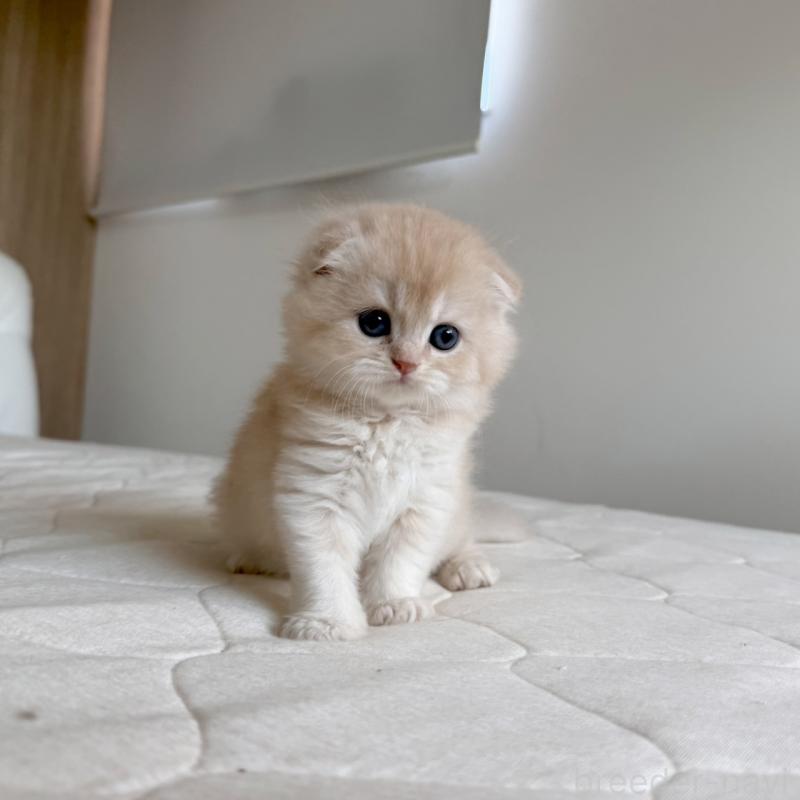 販売中の福岡県のスコティッシュフォールド(折れ耳)-131447の3枚目