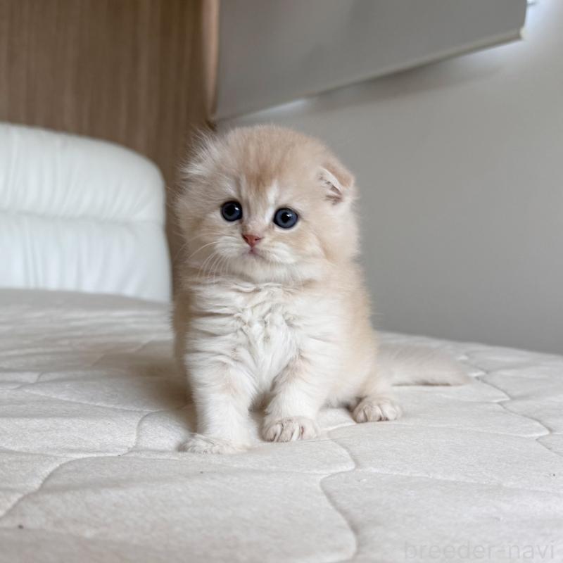 販売中の福岡県のスコティッシュフォールド(折れ耳)-131447の2枚目