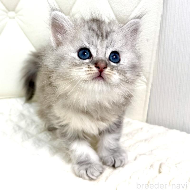 販売中の鹿児島県のサイベリアン-131448の15枚目