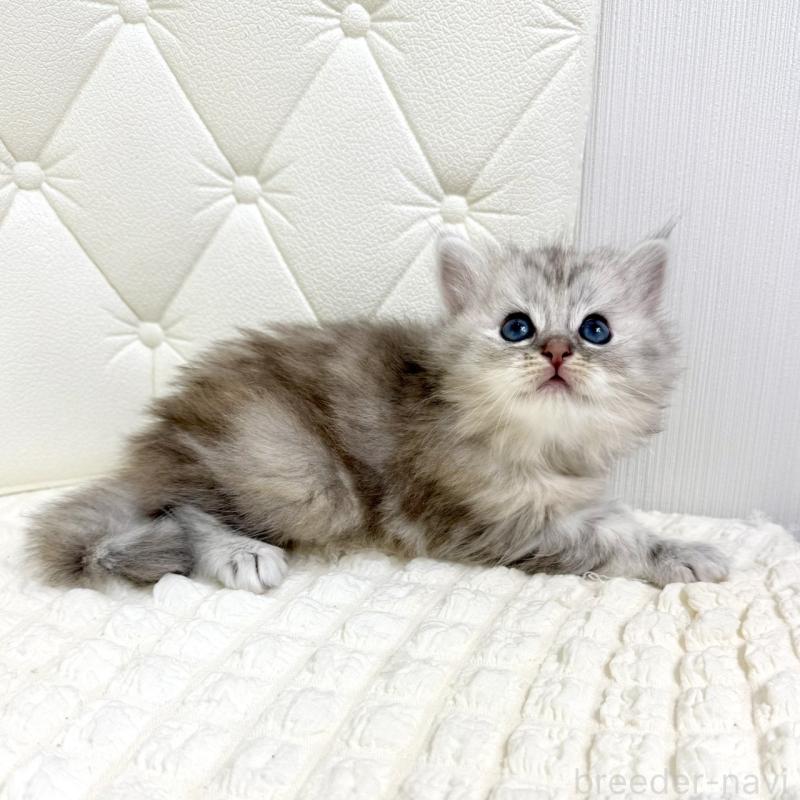 販売中の鹿児島県のサイベリアン-131448の14枚目