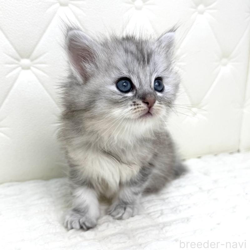 販売中の鹿児島県のサイベリアン-131448の12枚目