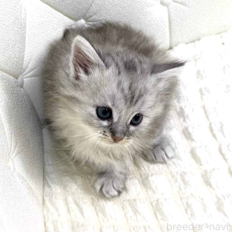 販売中の鹿児島県のサイベリアン-131448の11枚目