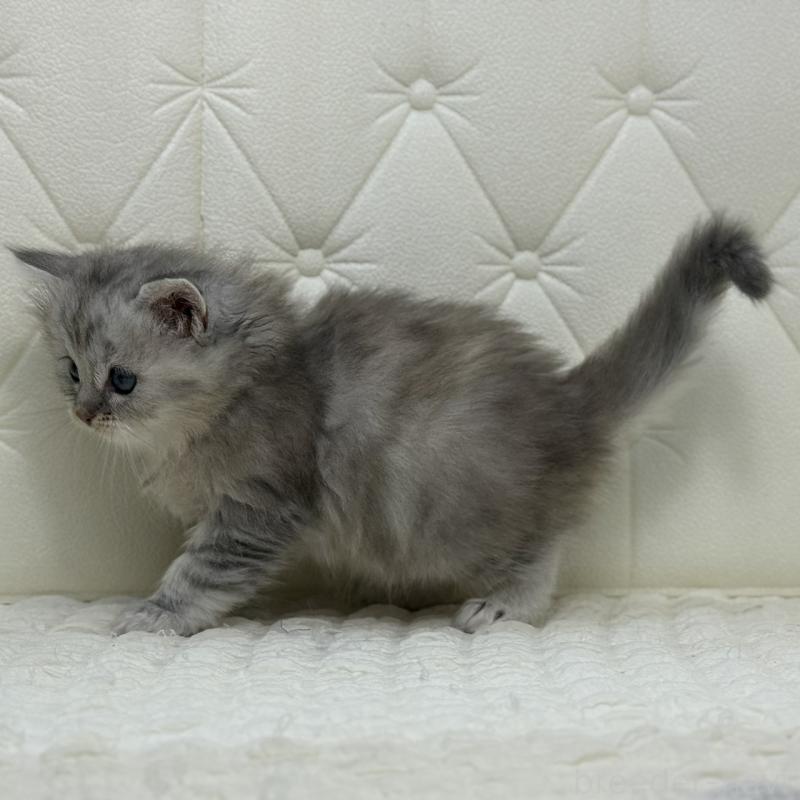 販売中の鹿児島県のサイベリアン-131448の10枚目