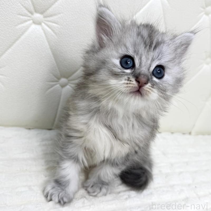 販売中の鹿児島県のサイベリアン-131448の9枚目