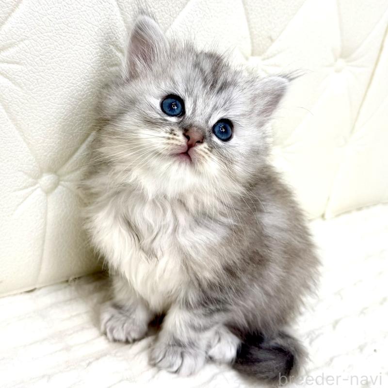 販売中の鹿児島県のサイベリアン-131448