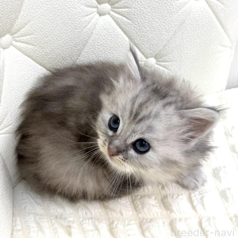 販売中の鹿児島県のサイベリアン-131448の8枚目