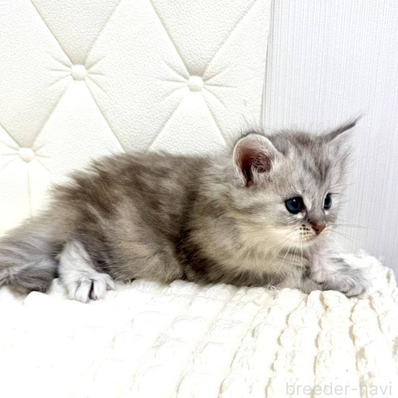 販売中の鹿児島県のサイベリアン-131448の7枚目