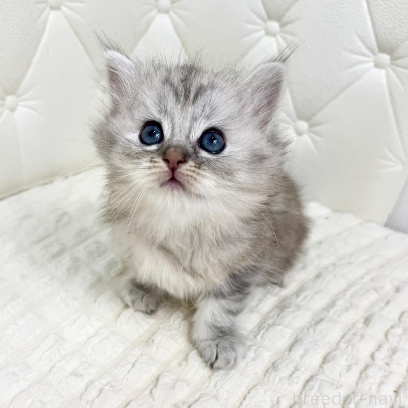 販売中の鹿児島県のサイベリアン-131448の6枚目