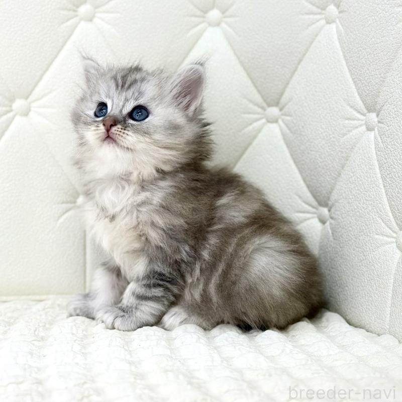 販売中の鹿児島県のサイベリアン-131448の5枚目