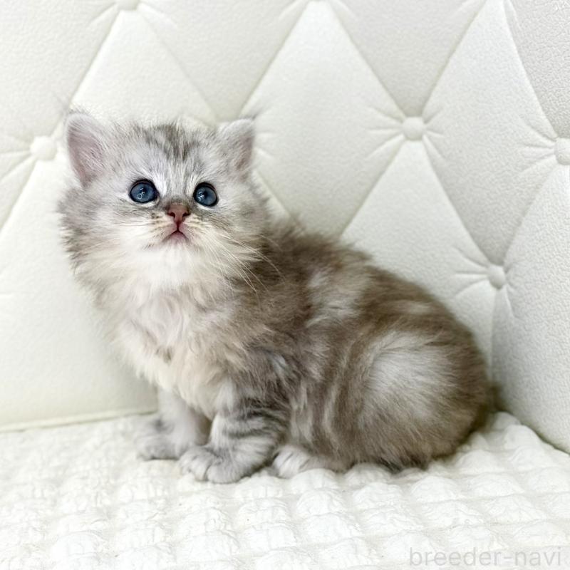 販売中の鹿児島県のサイベリアン-131448の4枚目